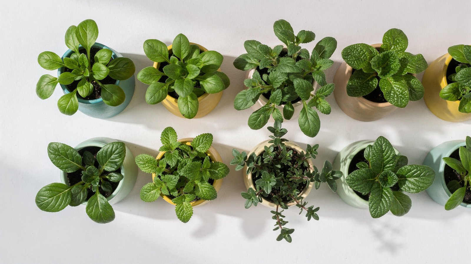 Uma vista aérea detalhada de um sistema de horta vertical caseiro, montado em uma parede branca, com diferentes tipos de ervas e folhosas crescendo em pequenos vasos de cerâmica coloridos (azul turquesa, amarelo mostarda, verde menta). A luz natural da janela ilumina suavemente as plantas, criando sombras leves e realçando a textura das folhas. A paleta de cores é vibrante, com o verde intenso das plantas contrastando com os tons pastéis dos vasos. A iluminação é difusa, sugerindo um ambiente interno bem iluminado. As texturas variam do liso da parede ao poroso da cerâmica e a delicadeza das folhas. A imagem é capturada com uma lente macro para detalhar as plantas, com uma perspectiva de cima para baixo.