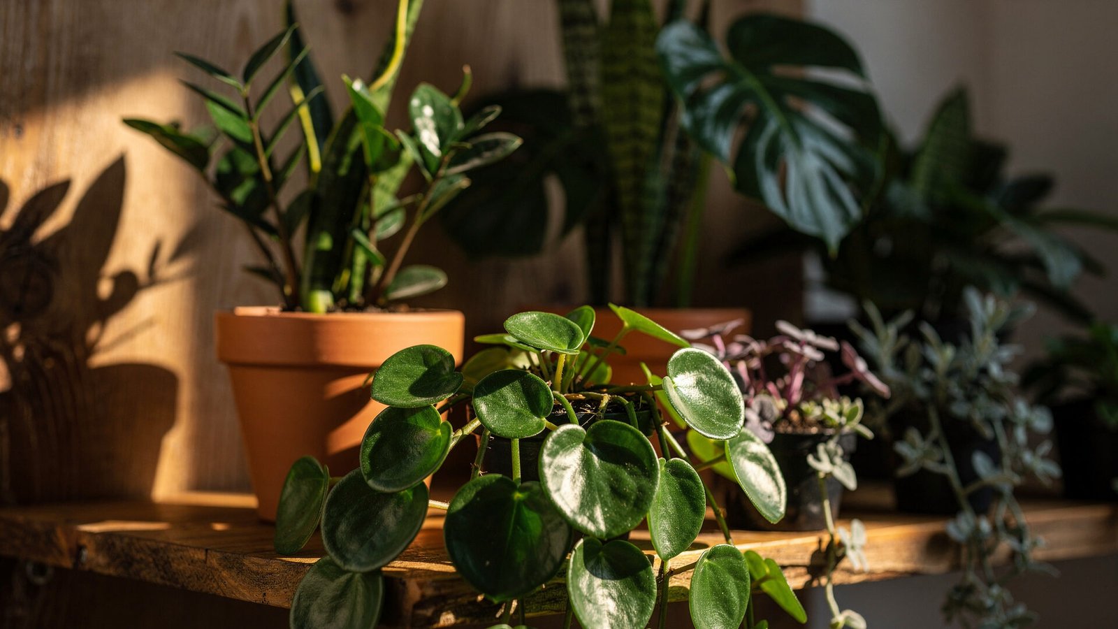 Um close-up vibrante de uma coleção de 20 plantas para ambientes fechados dispostas em uma estante de madeira rústica, estrategicamente iluminadas por uma luz LED quente que simula a luz solar. A imagem destaca a diversidade de texturas e tonalidades de verde, com algumas folhas apresentando toques de roxo e prata. Em primeiro plano, uma Peperômia obtusifolia com folhas arredondadas e brilhantes. No plano médio, uma Zamioculca e uma Espada de São Jorge em vasos de terracota. No fundo, a silhueta de uma Costela-de-Adão cria profundidade. A paleta de cores é rica em verdes e marrons, com pontos de luz amarela. A iluminação é direcional, realçando os detalhes das folhas e criando um efeito dramático. Texturas orgânicas das plantas contrastam com a madeira polida. Lente macro f/2.8, fotografia de produto, estilo botânico sofisticado.