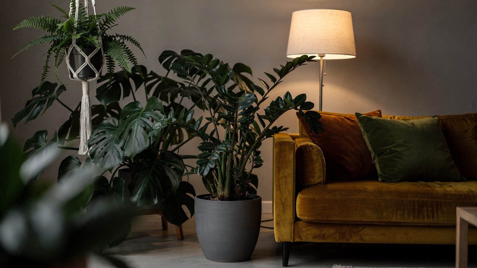 Plantas de sombra exuberantes em uma sala de estar com pouca luz natural