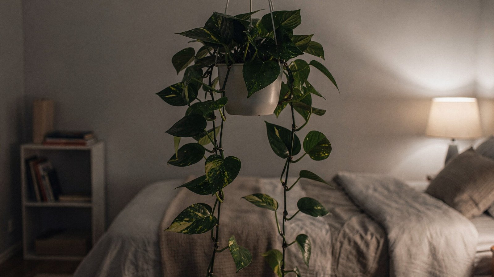 Jiboia pendurada em um quarto com pouca luz e atmosfera relaxante