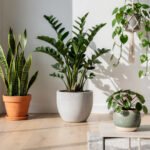 Variedade de plantas resistentes para interiores em sala de estar moderna e bem iluminada