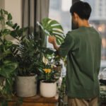 Guia de plantas para apartamento escuro e pequeno com 20 opções e dicas de cuidado