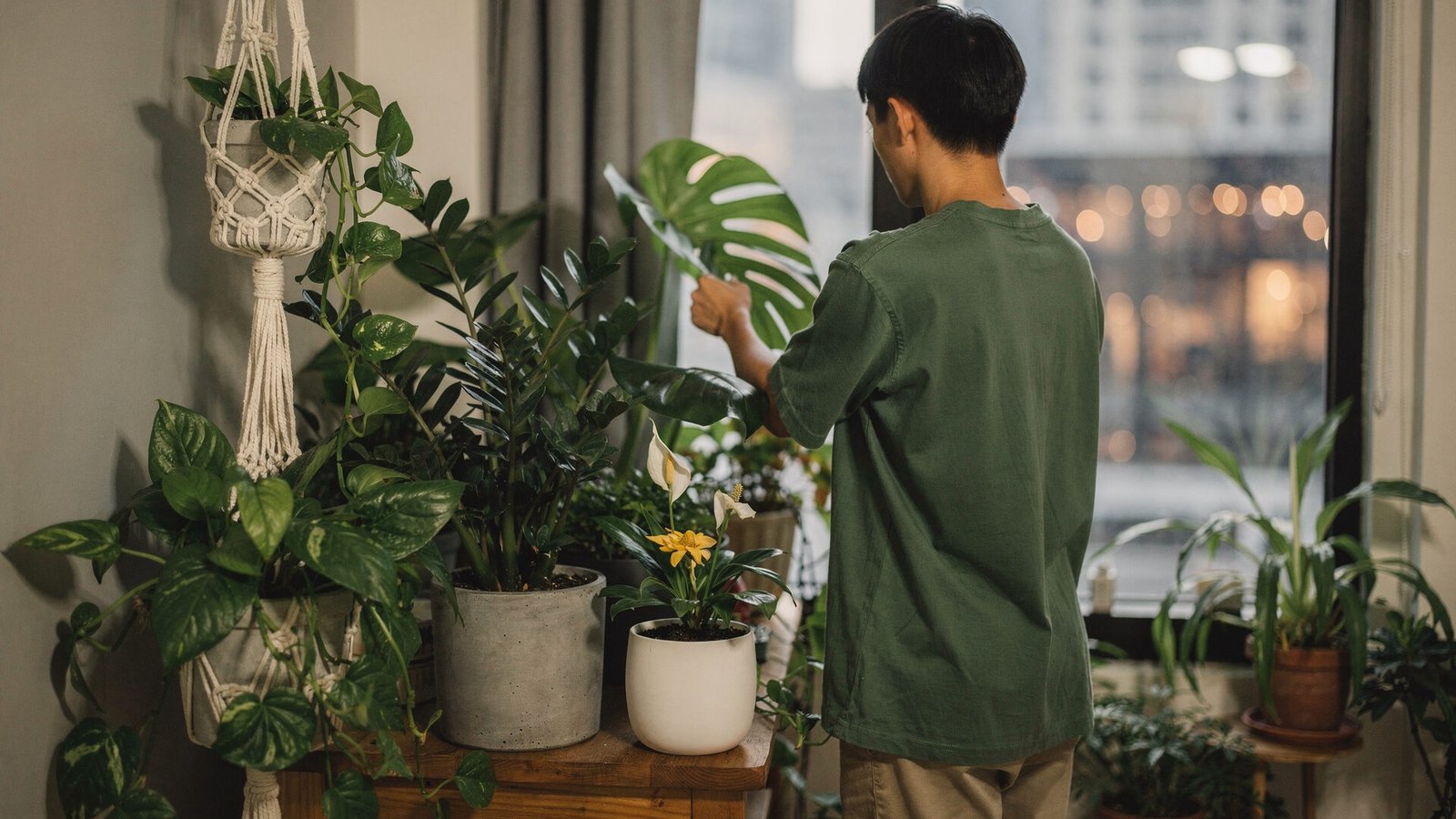 Guia de plantas para apartamento escuro e pequeno com 20 opções e dicas de cuidado