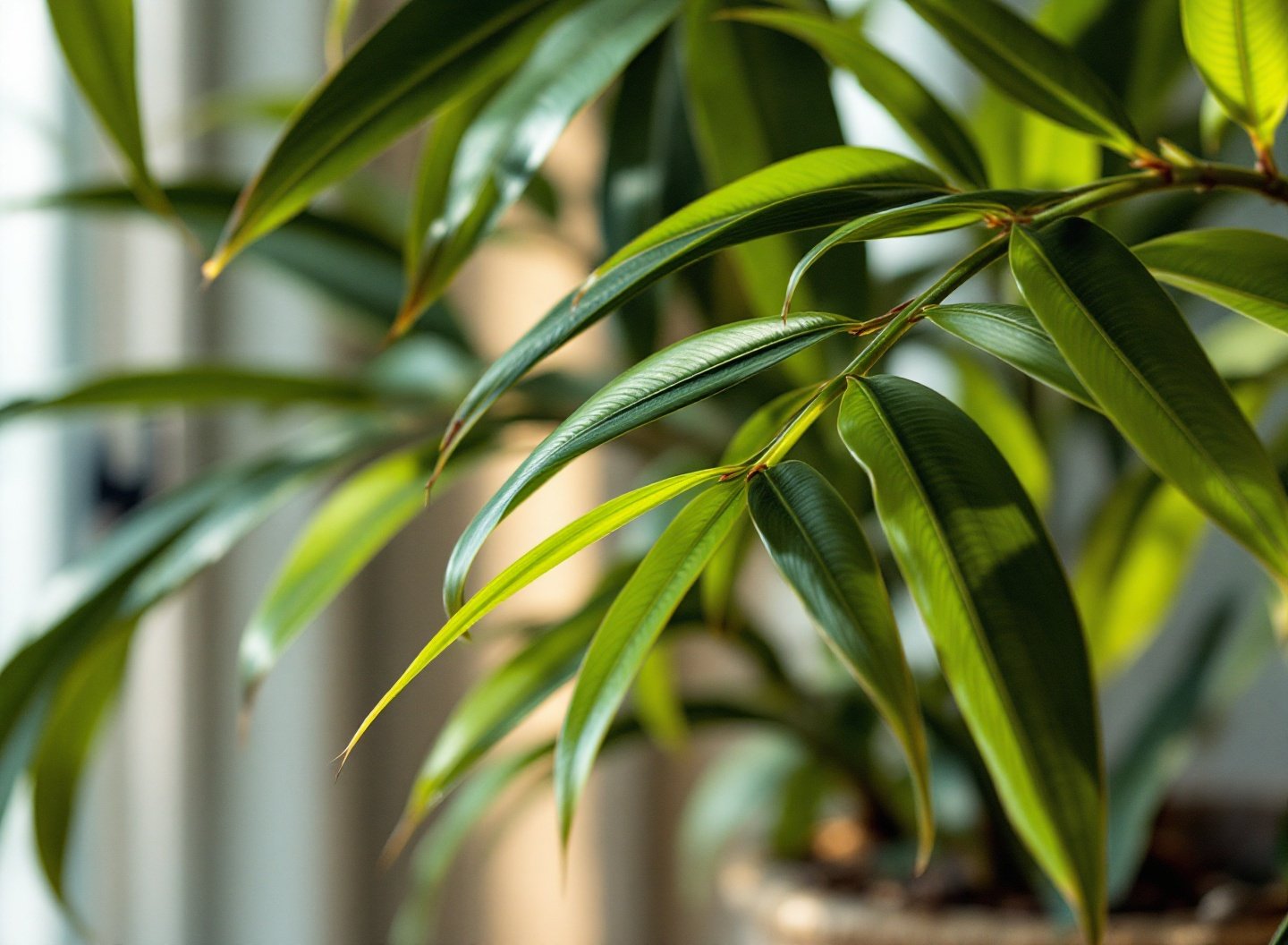 Transforme sua Casa com Plantas que Até Iniciantes Podem Cuidar 3 Jibóia crescendo em estaca